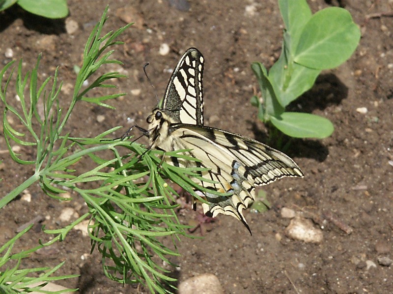 Papilio machaon