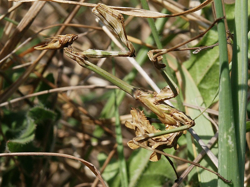 Empusa fasciata