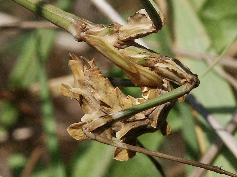 Empusa fasciata