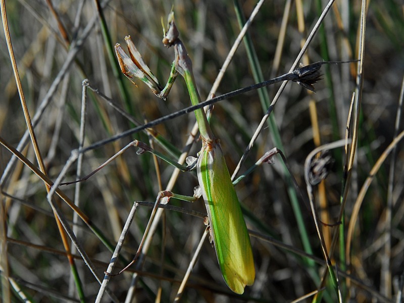 Empusa fasciata