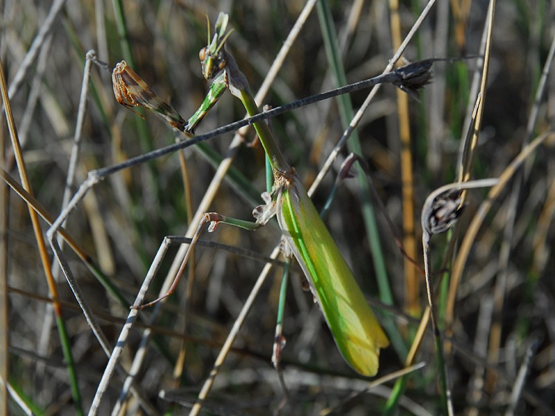 Empusa fasciata