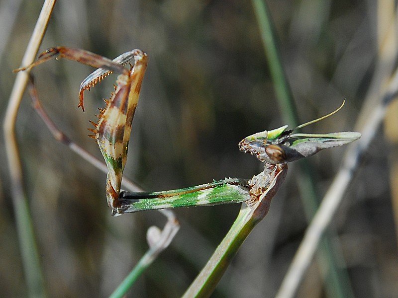 Empusa fasciata