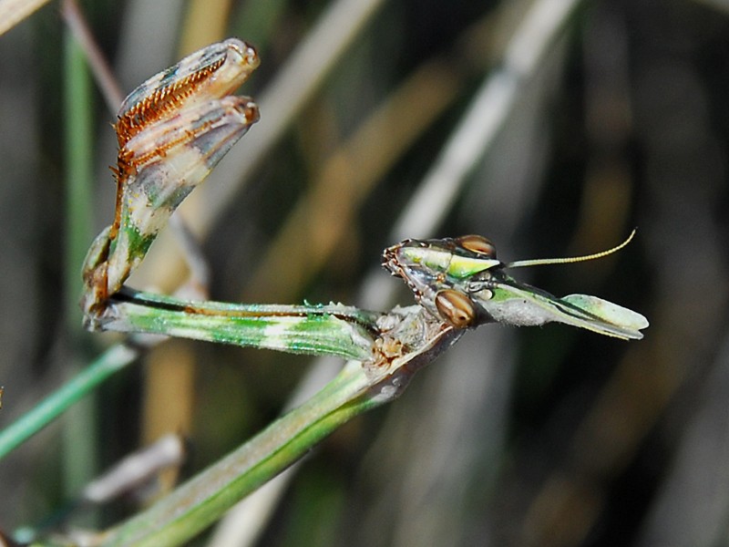 Empusa fasciata