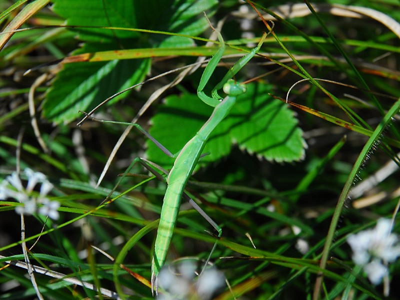 Mantis religiosa