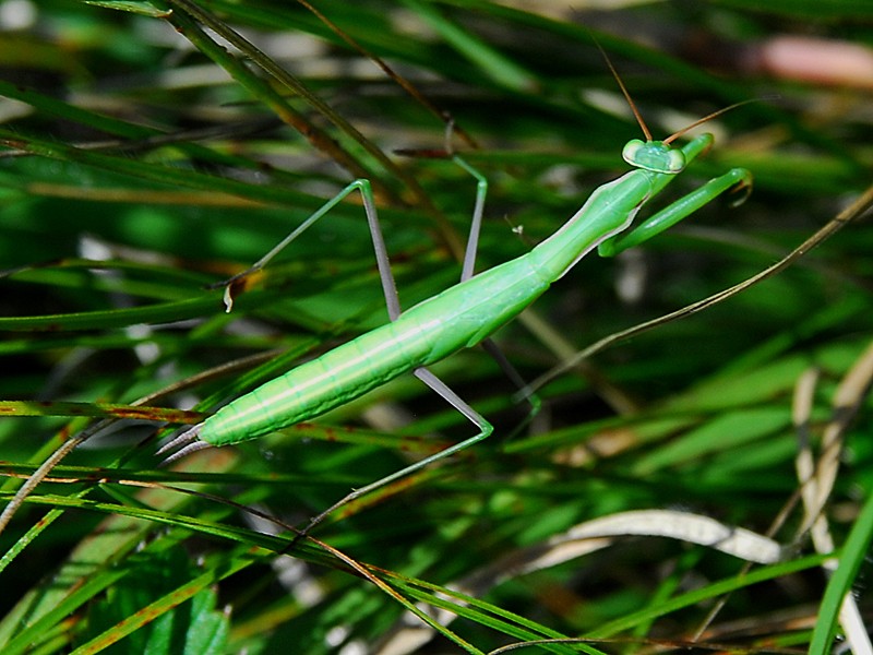 Mantis religiosa