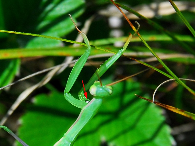 Mantis religiosa