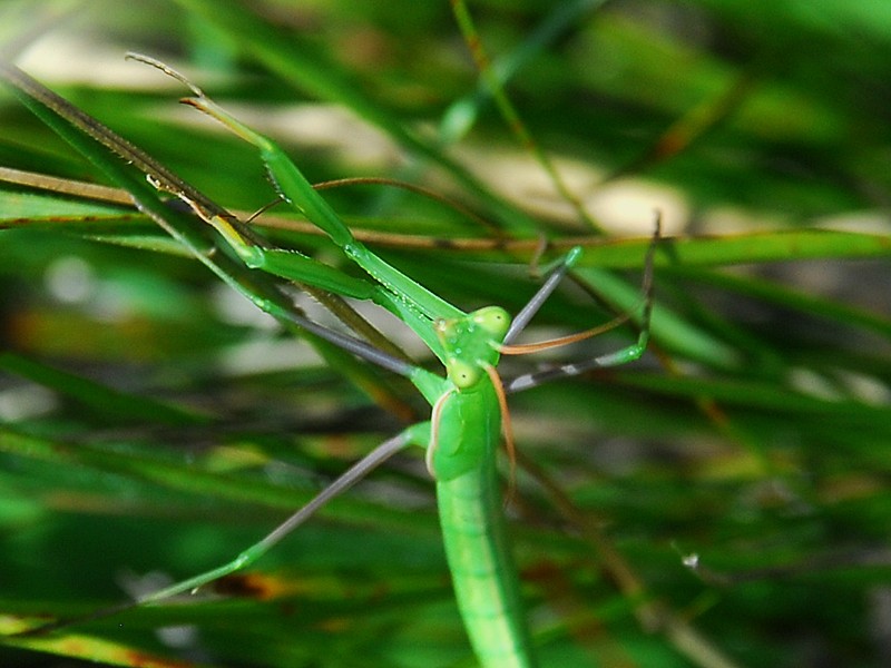 Mantis religiosa