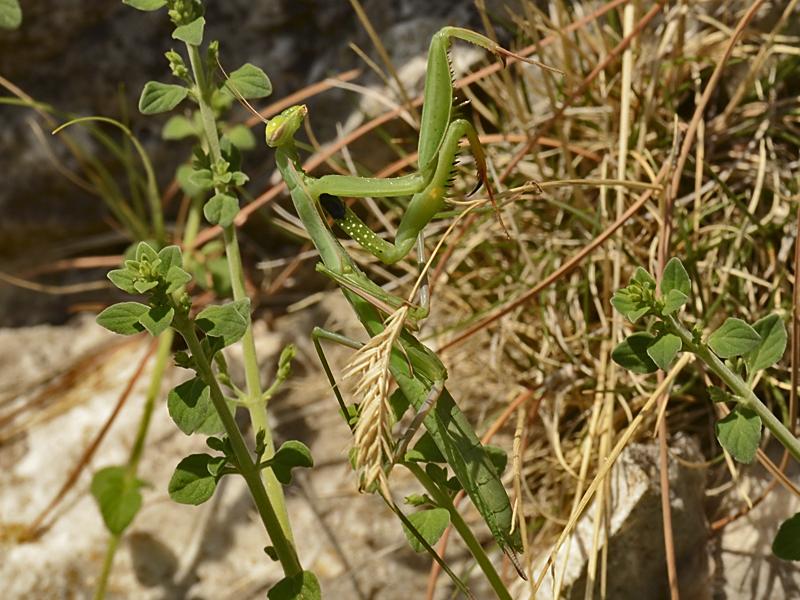 Mantis religiosa