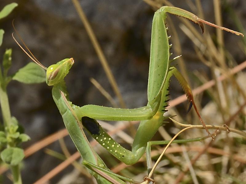 Mantis religiosa