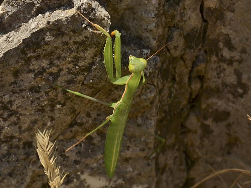 Mantis religiosa