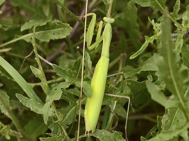 Mantis religiosa