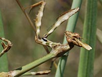 Empusa fasciata