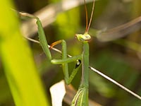 Mantis religiosa