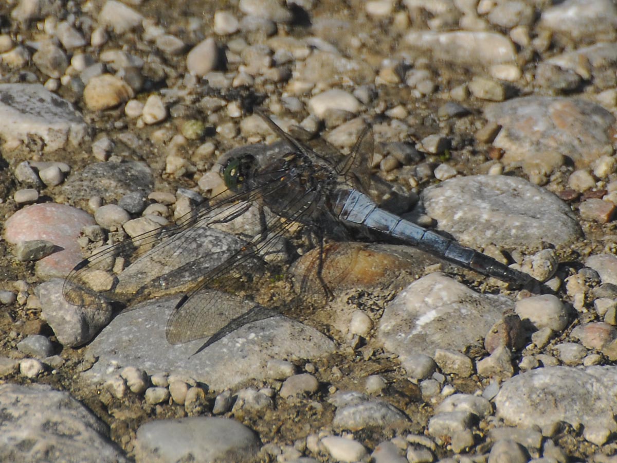 Orthetrum cancellatum