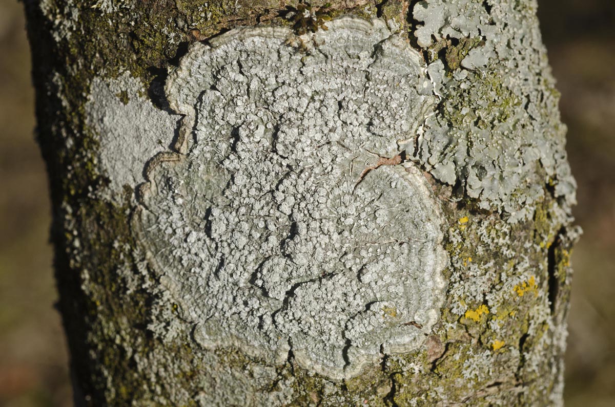 Habitus