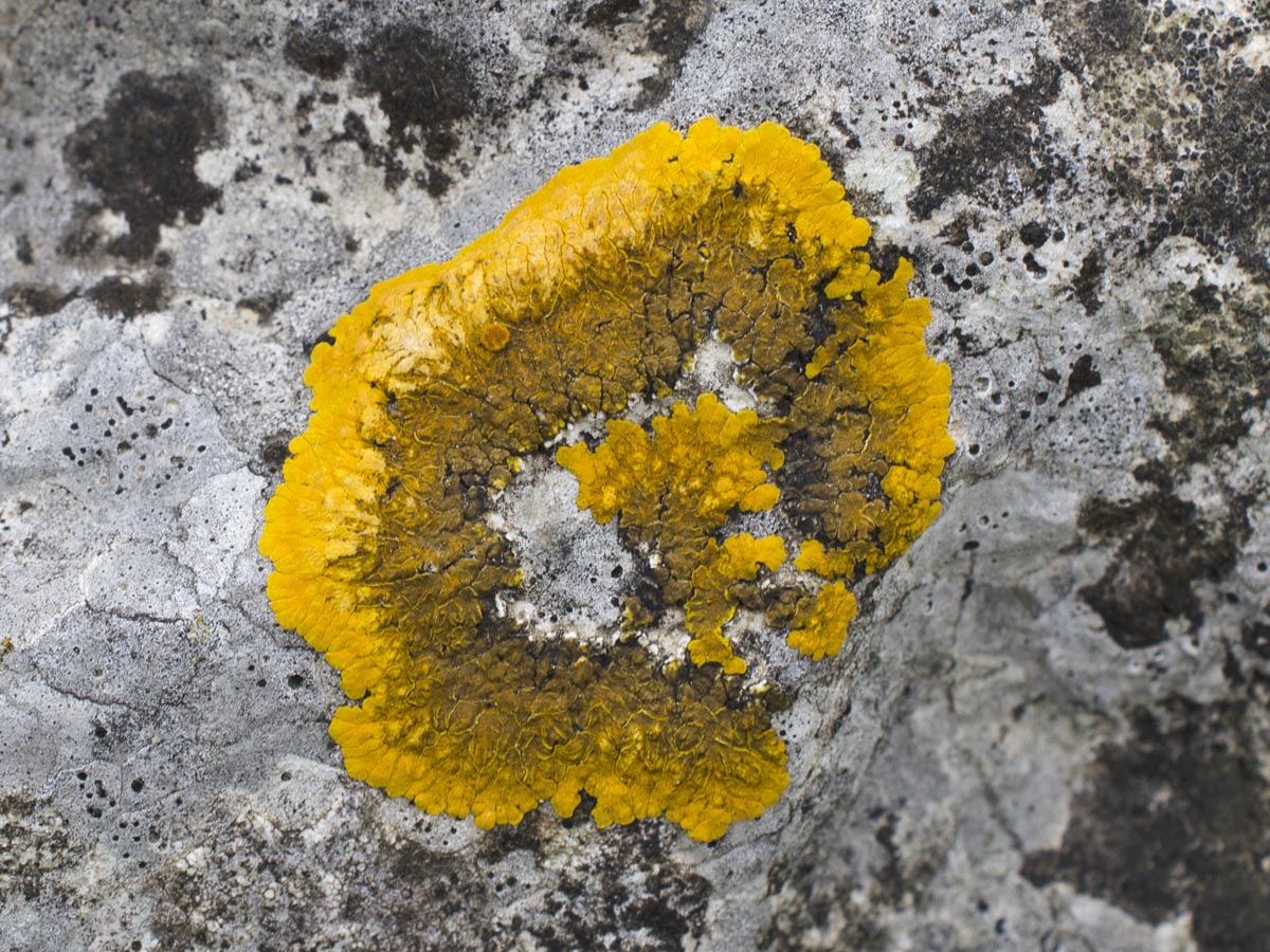 Caloplaca cirrochroa