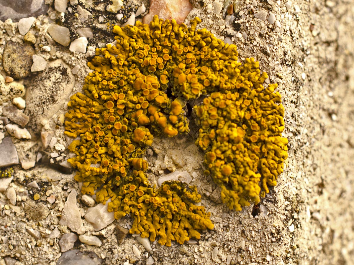 Xanthoria elegans