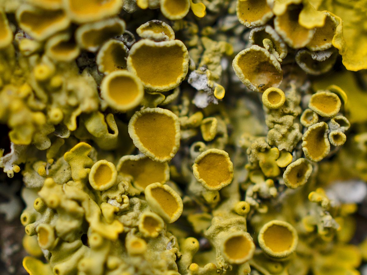 Xanthoria parietina