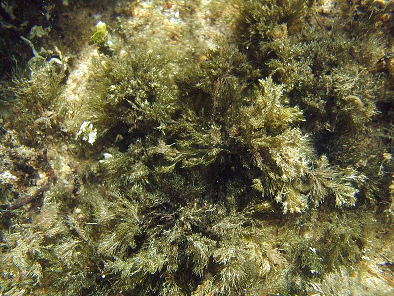 Cladophora prolifera