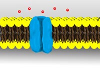 Biomembranen