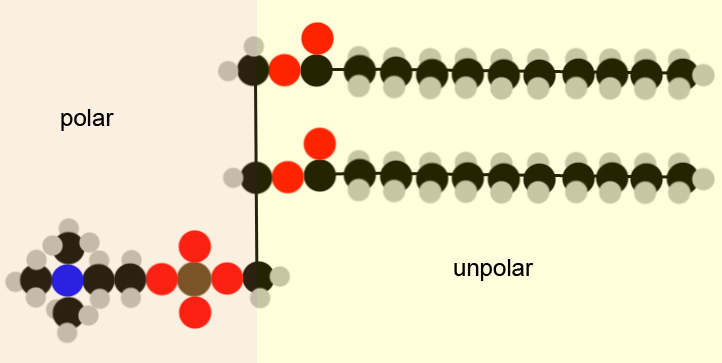 polar-unpolar