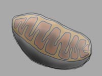 Mitochondrien