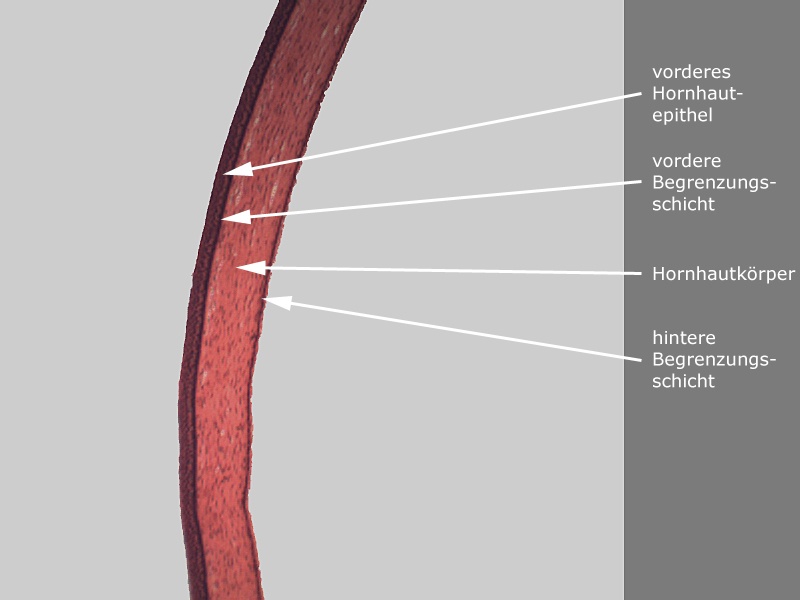 Cornea