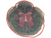 Rückenmark