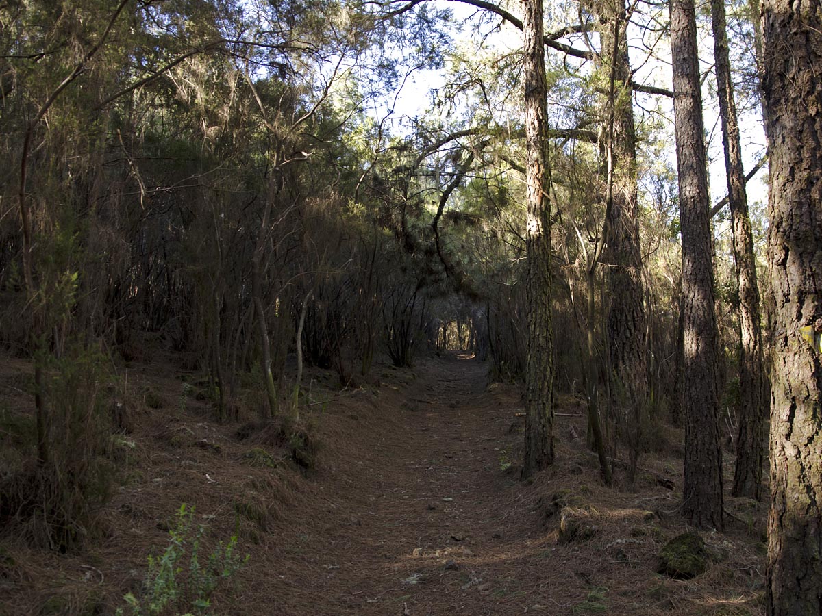 Baumheide-Wald