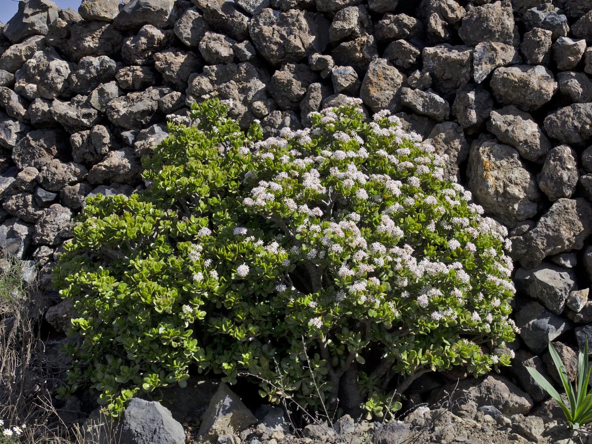 Crassula sp.