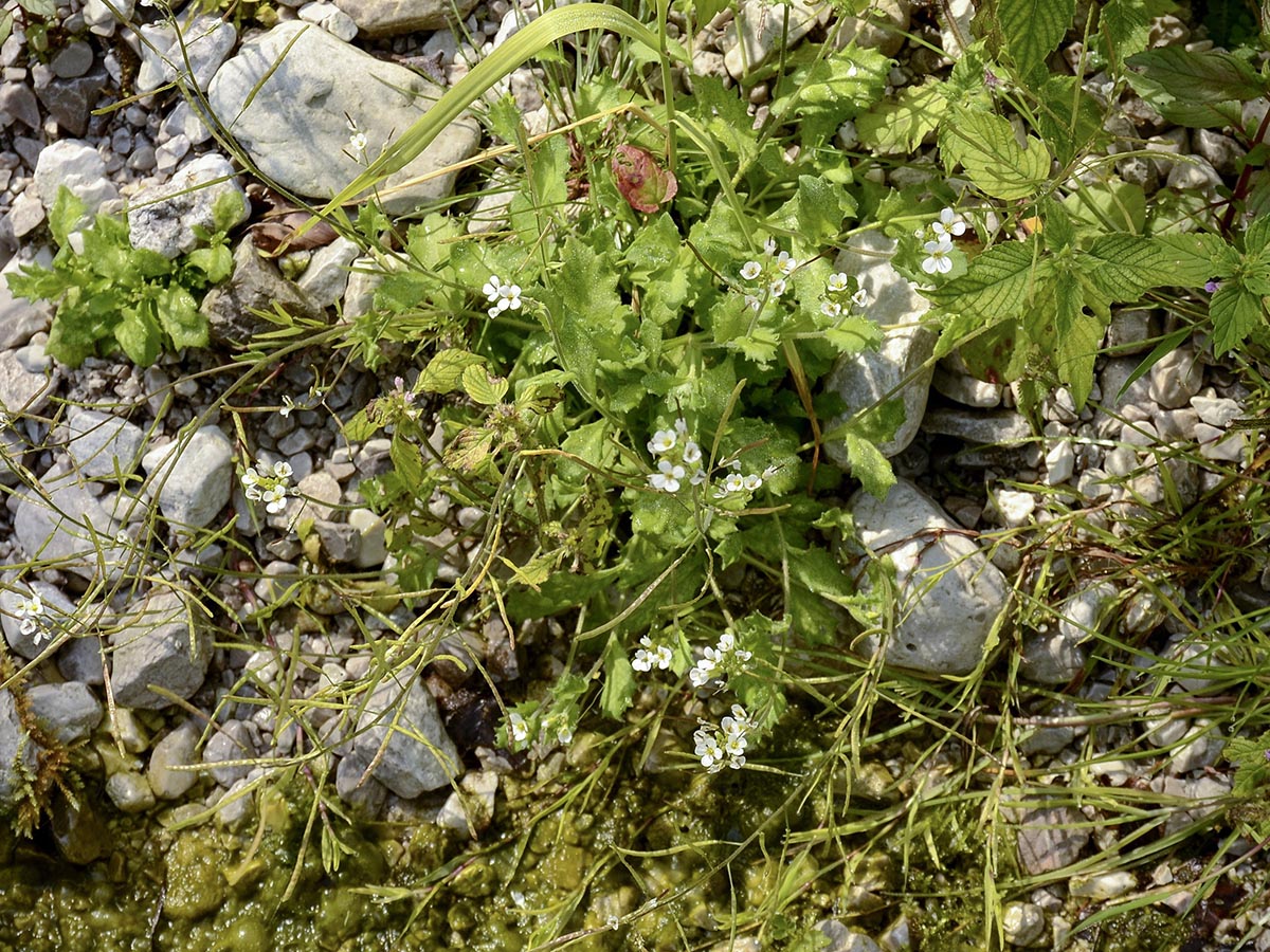 Arabis alpina