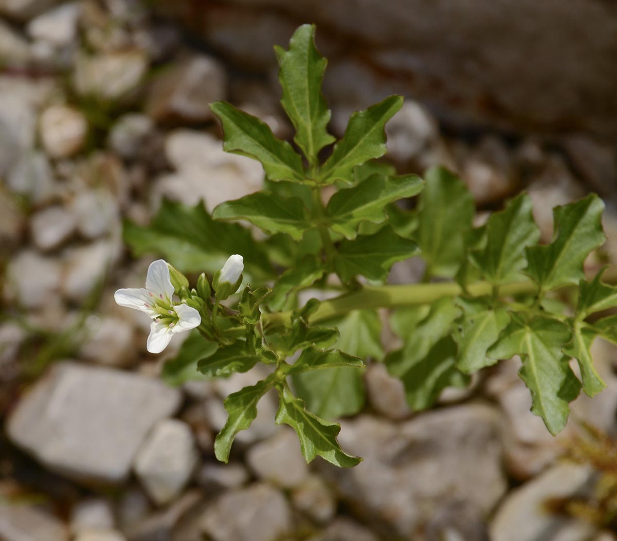 Cardamine