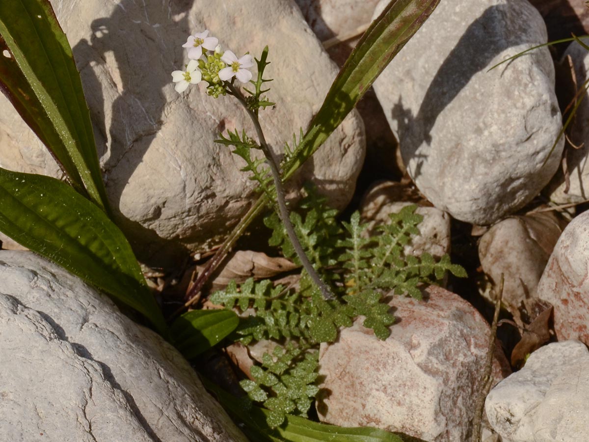 Cardaminopsis