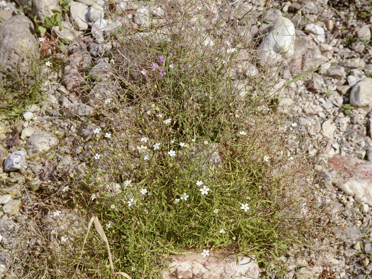 Heliosperma