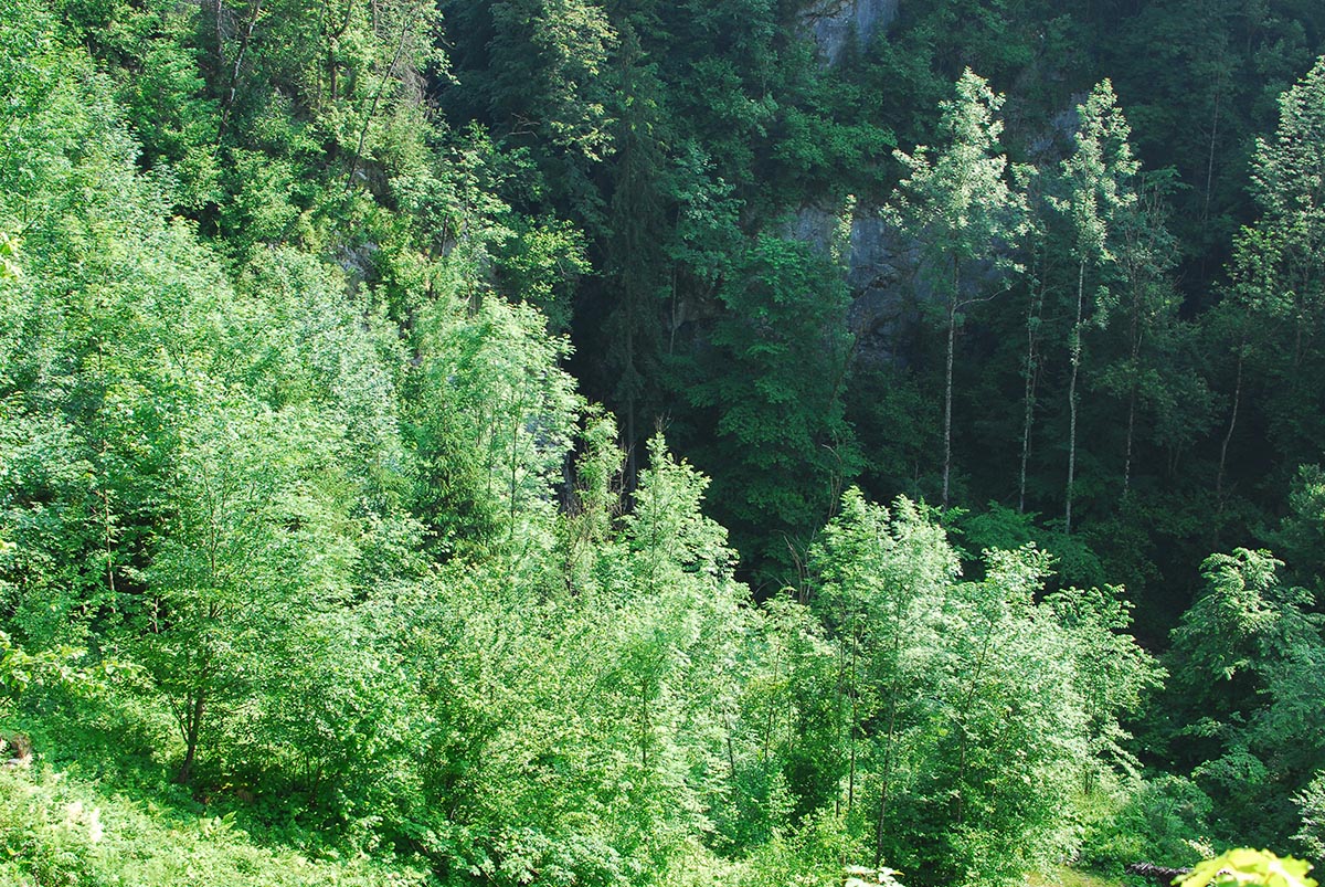 Wald am Klammeingang