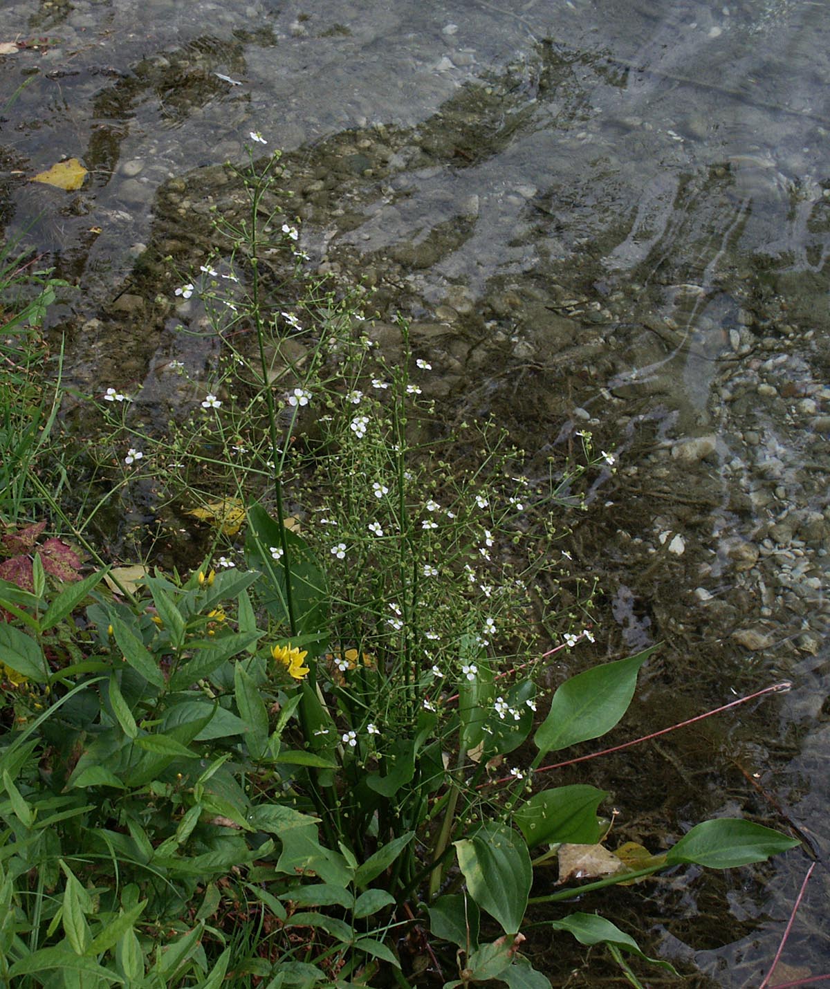 Alisma plantago-aquatica