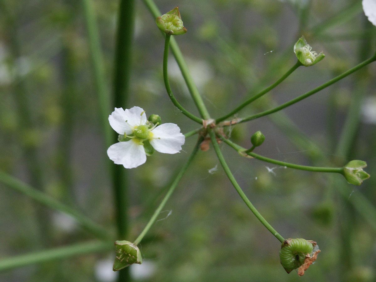 Alisma plantago-aquatica