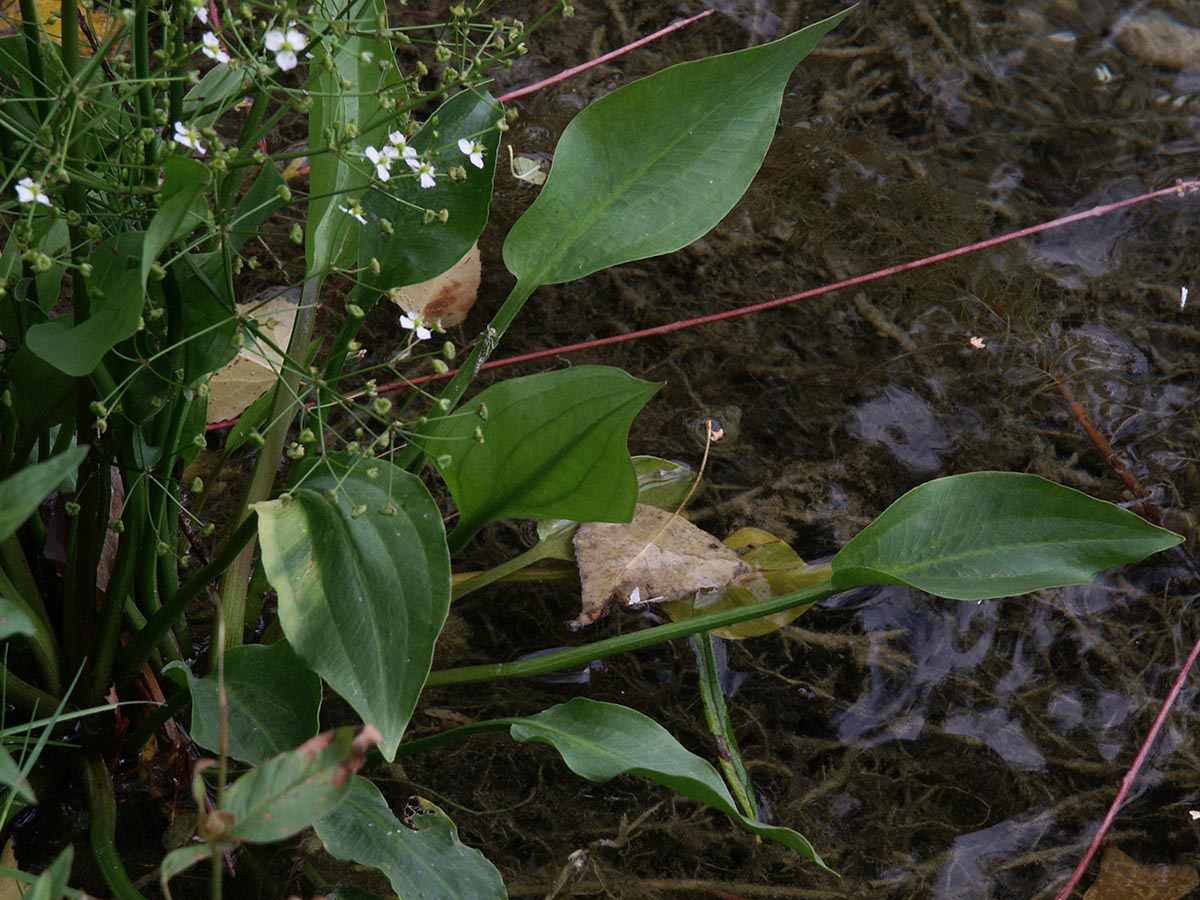 Alisma plantago-aquatica