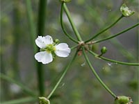 Froschlöffelgewächse