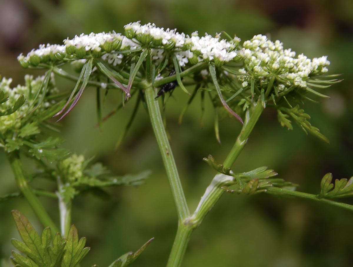 Aethusa cynapium