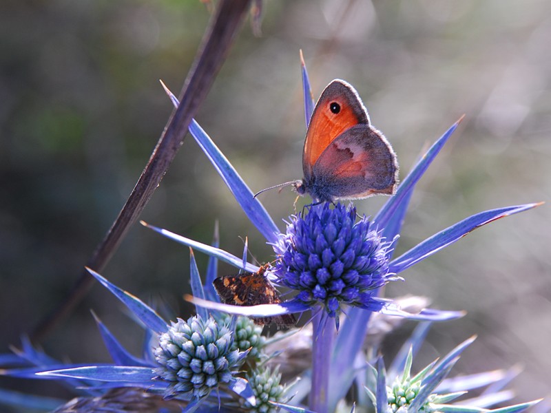 Eryngium amethystinum