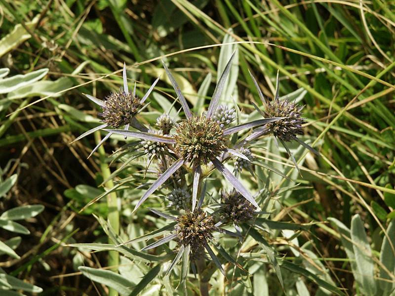 Eryngium amethystinum