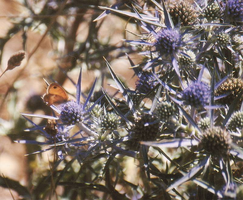 Eryngium amethystinum