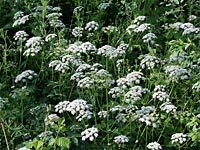 Geißfuß