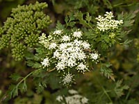 Garten-Hundspetersilie