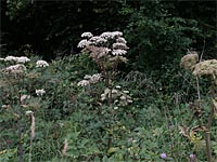 Wild-Engelswurz