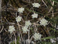 Alpen-Augenwurz