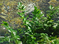 Schmalblättrige Berle