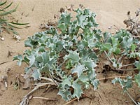 Stranddistel