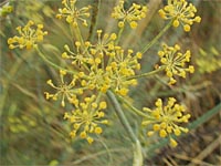 Wilder Fenchel